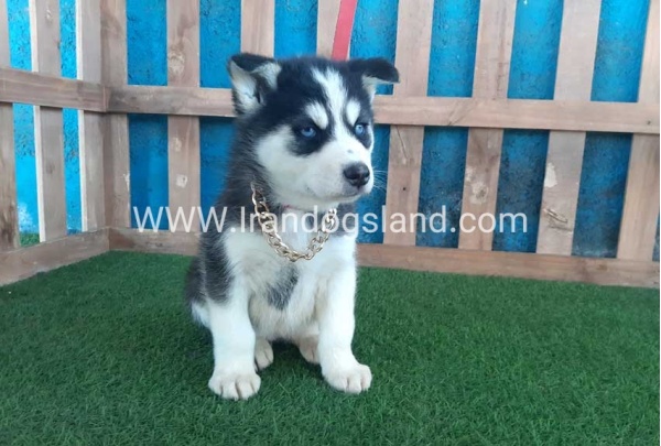 --husky-213_8