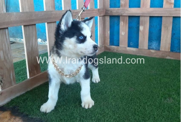 --husky-214_10