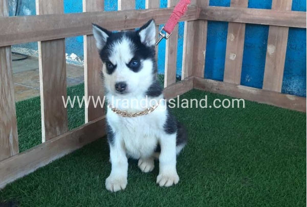 --husky-214_11