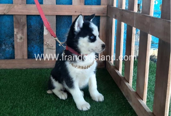 --husky-214_12