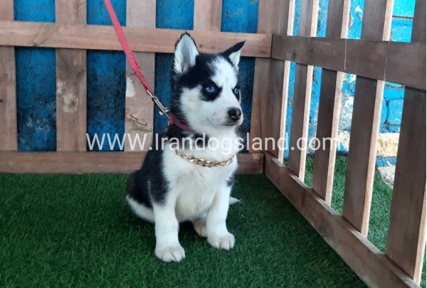 --husky-214_2