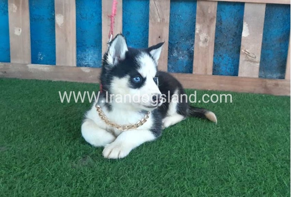 --husky-214_6