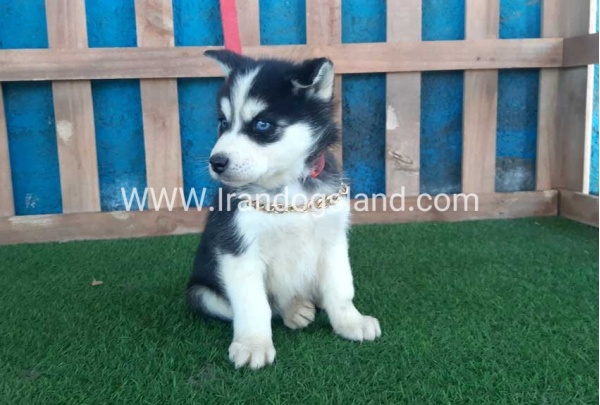 --husky-215_1