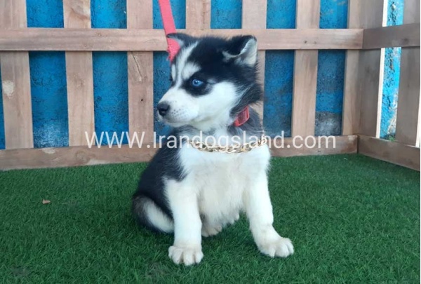 --husky-215_11