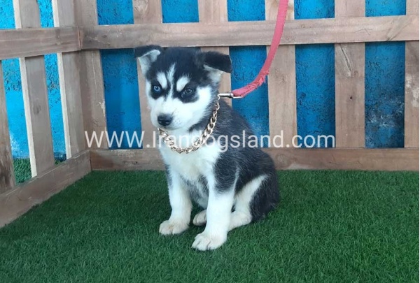 --husky-216_1
