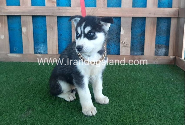 --husky-216_5