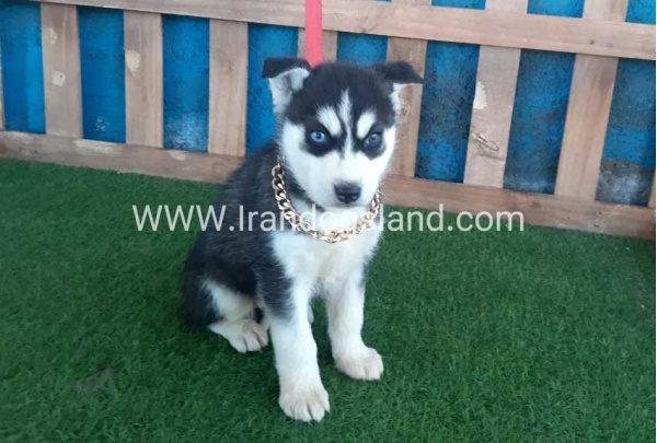 --husky-216_6