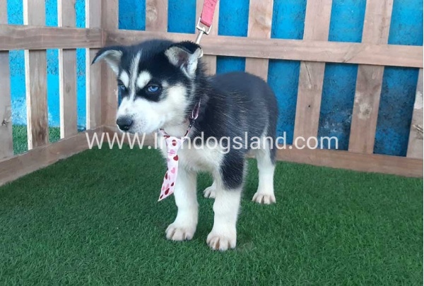 --husky-217_1_1130922100