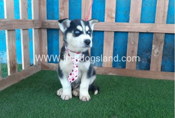 --husky-217_2_586223814