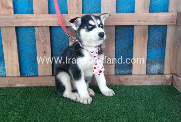 --husky-217_3_2004037589