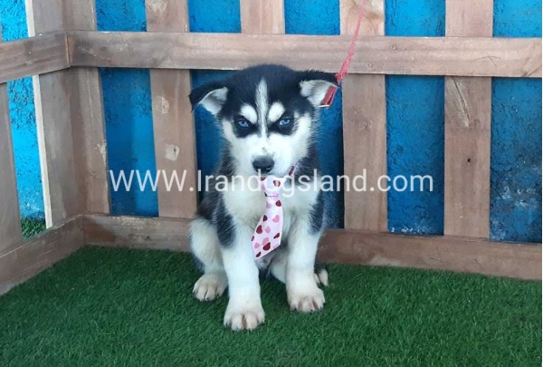 --husky-217_4_1649283979