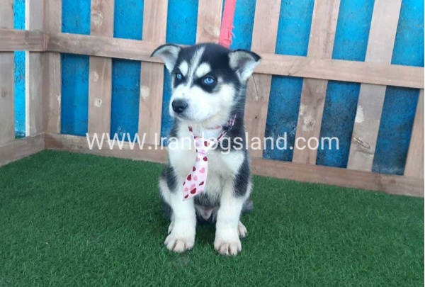 --husky-217_5_1915380431