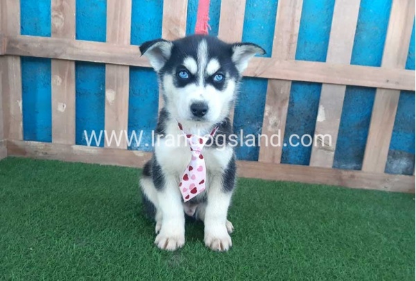 --husky-217_6_1859857357