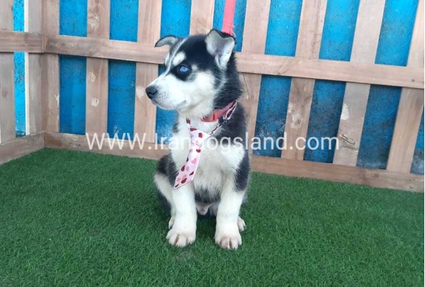 --husky-217_7_643229804