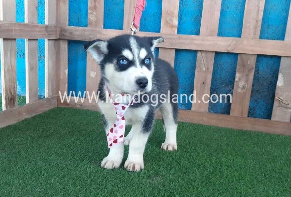 --husky-217_8_450172185