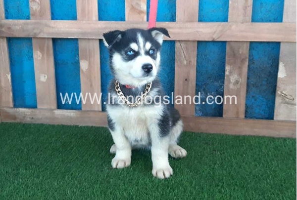 --husky-218_10