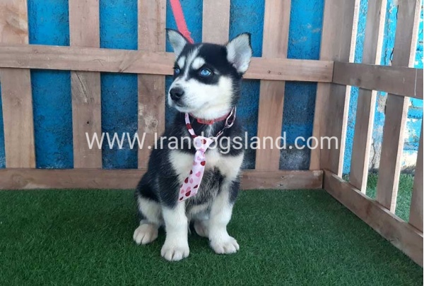 --husky-219_6