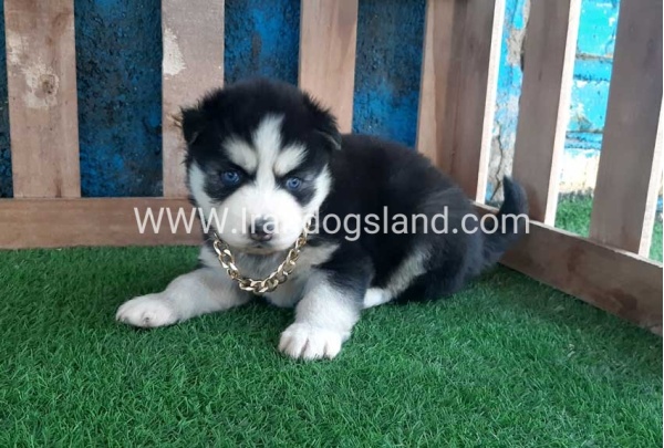 --husky-225_1