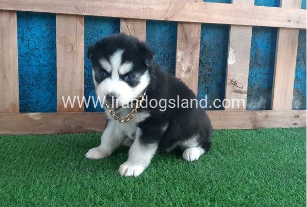 --husky-225_6