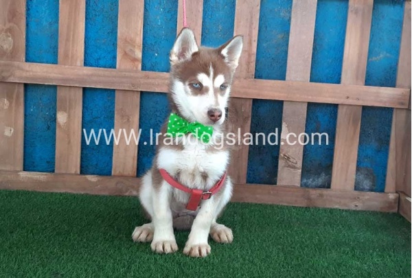 --husky-227_10