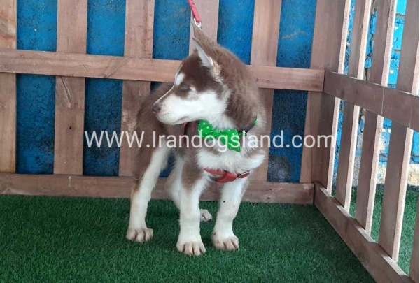 --husky-227_11
