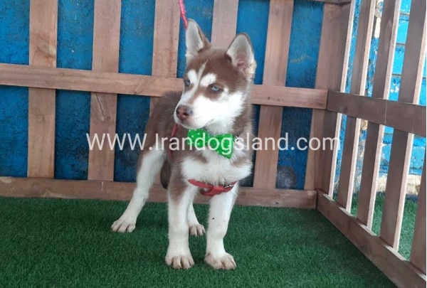 --husky-227_12