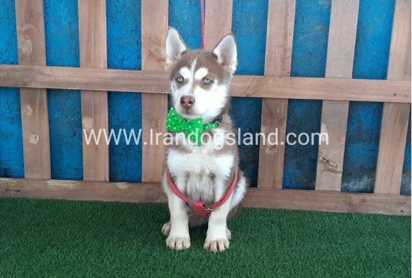 --husky-227_2