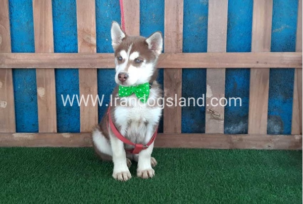 --husky-227_4