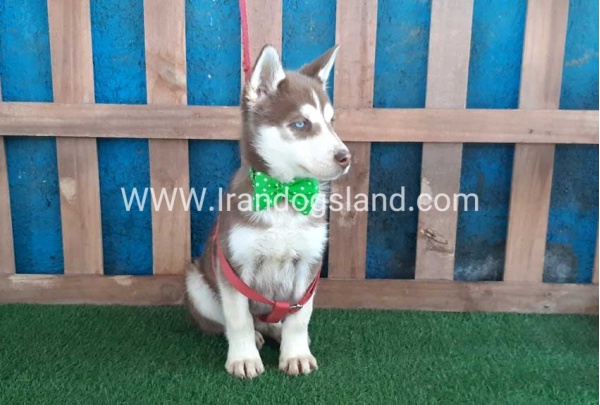 --husky-227_5