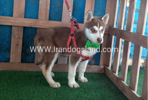 --husky-227_9