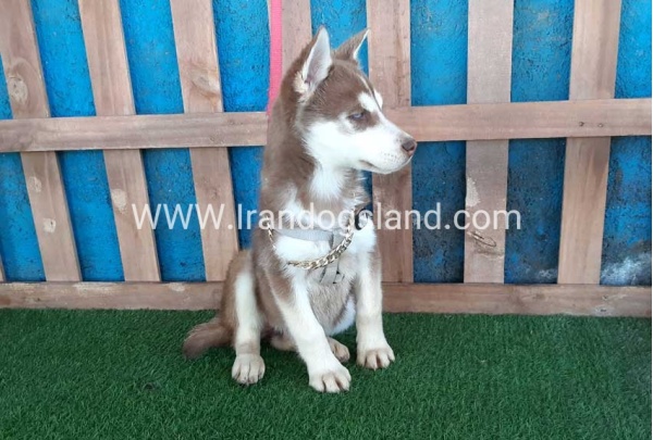 --husky-229_1
