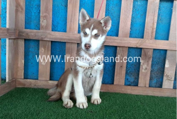 --husky-229_10