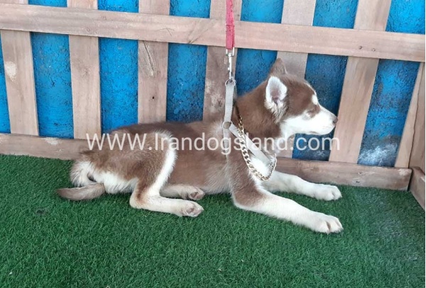 --husky-229_11