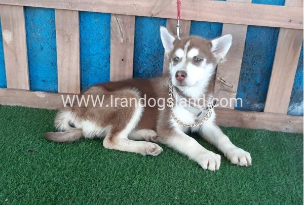 --husky-229_12