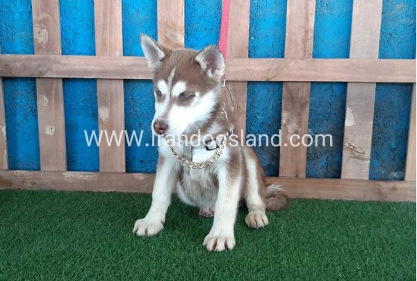 --husky-229_3