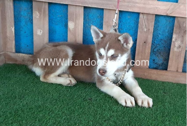 --husky-229_4