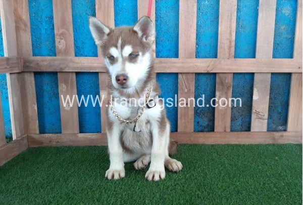 --husky-229_6