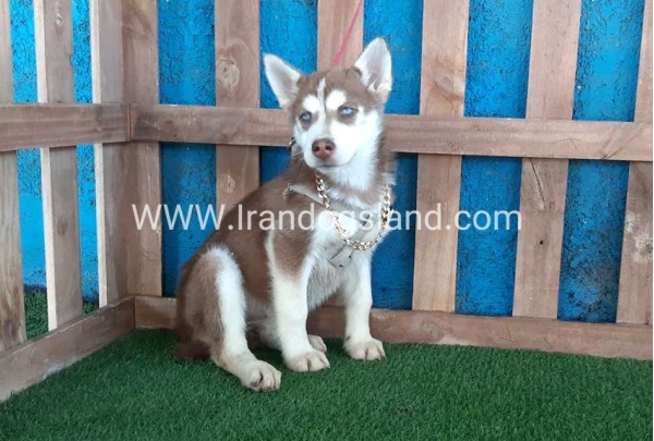 --husky-229_7