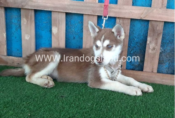 --husky-229_8