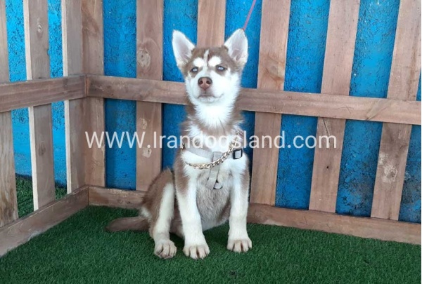 --husky-229_9