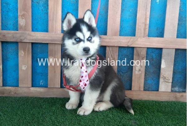 --husky-232_1