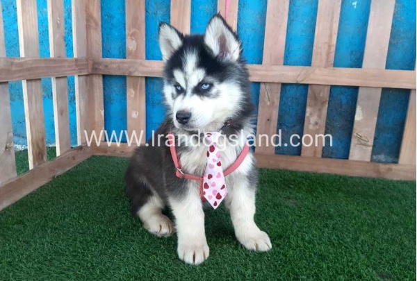 --husky-232_10