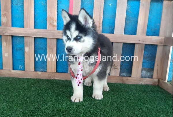 --husky-232_11