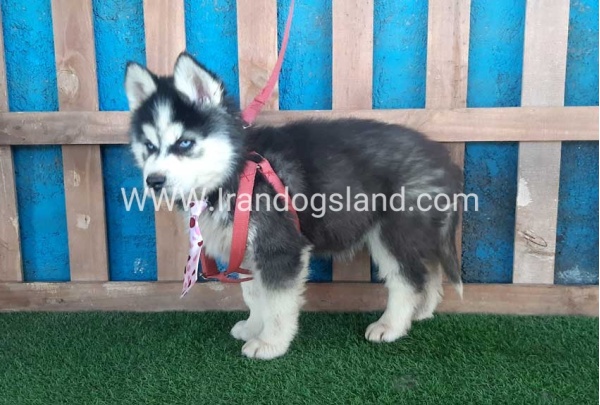 --husky-232_12
