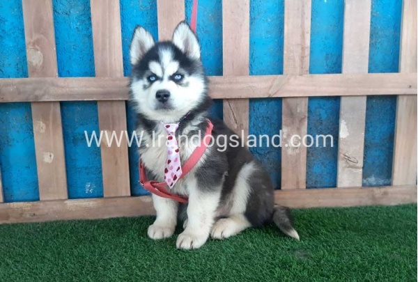 --husky-232_2