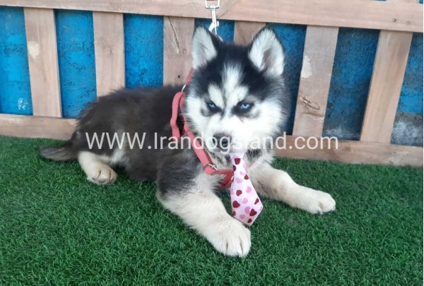 --husky-232_3