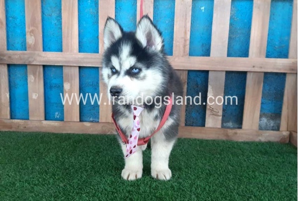 --husky-232_6