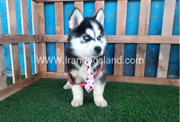 --husky-232_7