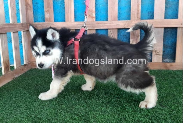 --husky-232_8