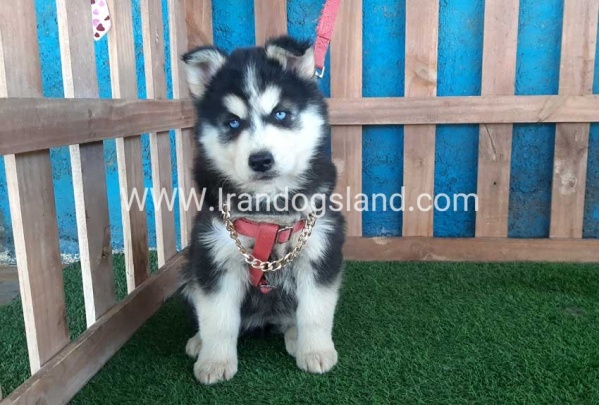 --husky-233_1